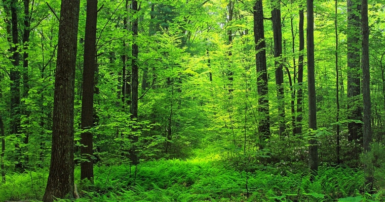 Forest Management Planning